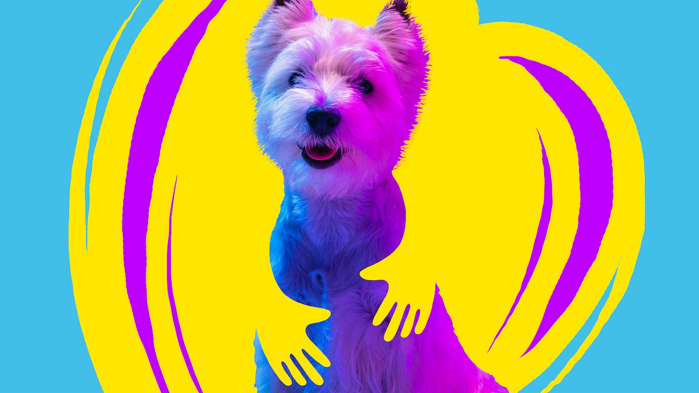 Australia's Best Pet Insurance for 2023 Mozo